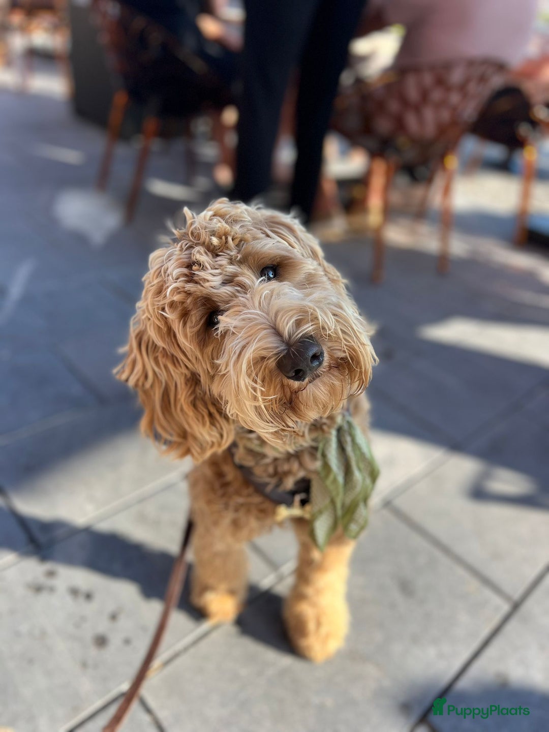 Australian Labradoodle honden te koop: Labradoodle medium ( Australian ) - Advertentie 24