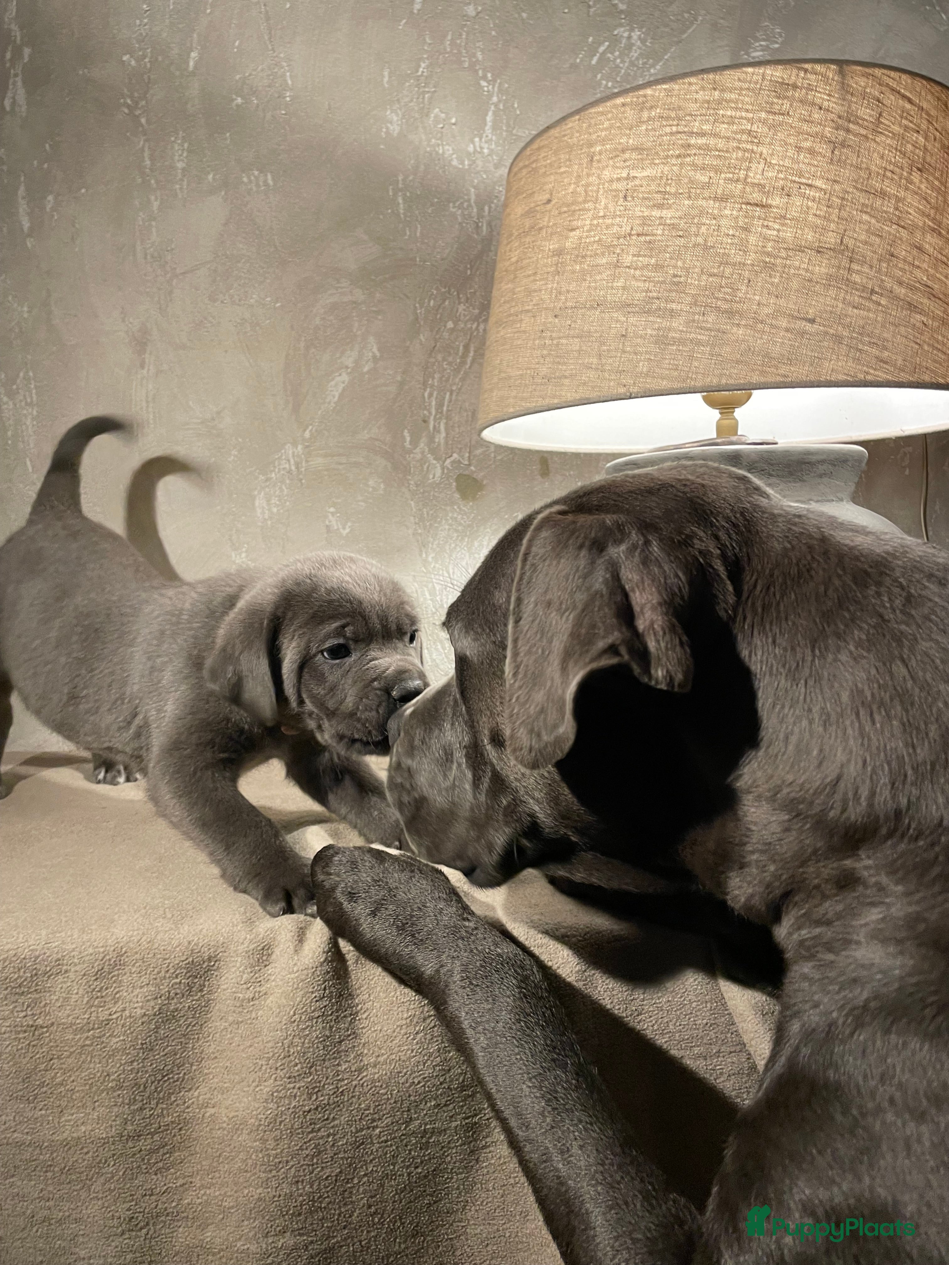 Cane Corso honden Lieve Cane Corso pups, nu 8 weken oud in Renswoude - Advertentie 18