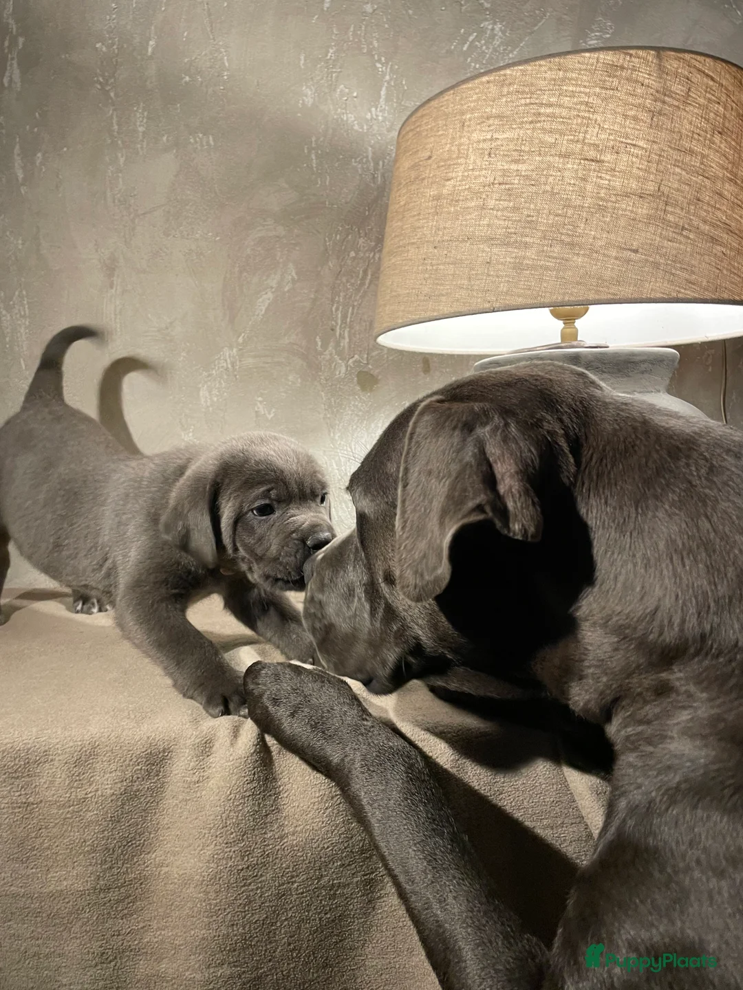 Cane Corso honden te koop: Lieve Cane Corso pups, nu 8 weken oud in Renswoude - Advertentie 1