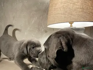 Cane Corso honden Lieve Cane Corso pups, nu 8 weken oud in Renswoude - Advertentie 18