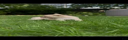Franse Bulldog honden te koop: Franse Bulldog pups! Uniek dna+ arfe stamboom - Advertentie 7