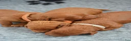 Poedel Toy honden te koop: Prachtige toypoedel pups  - Advertentie 4