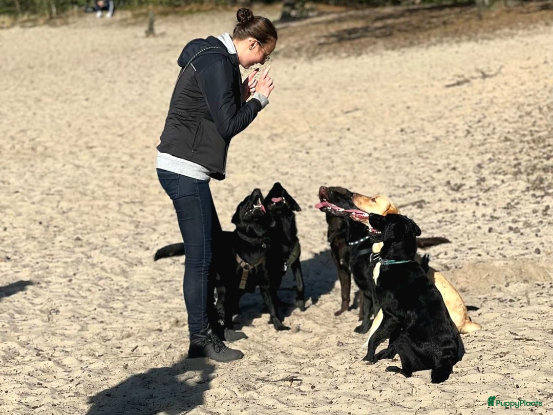 Labrador Retriever honden te koop: Labrador pups - Advertentie 11