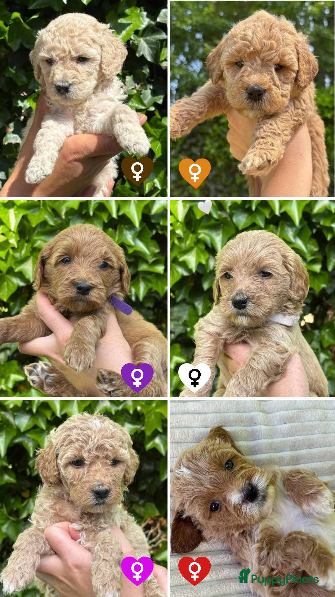 Goldendoodle honden Goldendoodle Pups Medium  - Advertentie 2