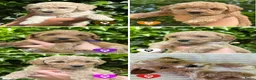 Goldendoodle honden te koop: Goldendoodle Pups Medium  - Advertentie 2