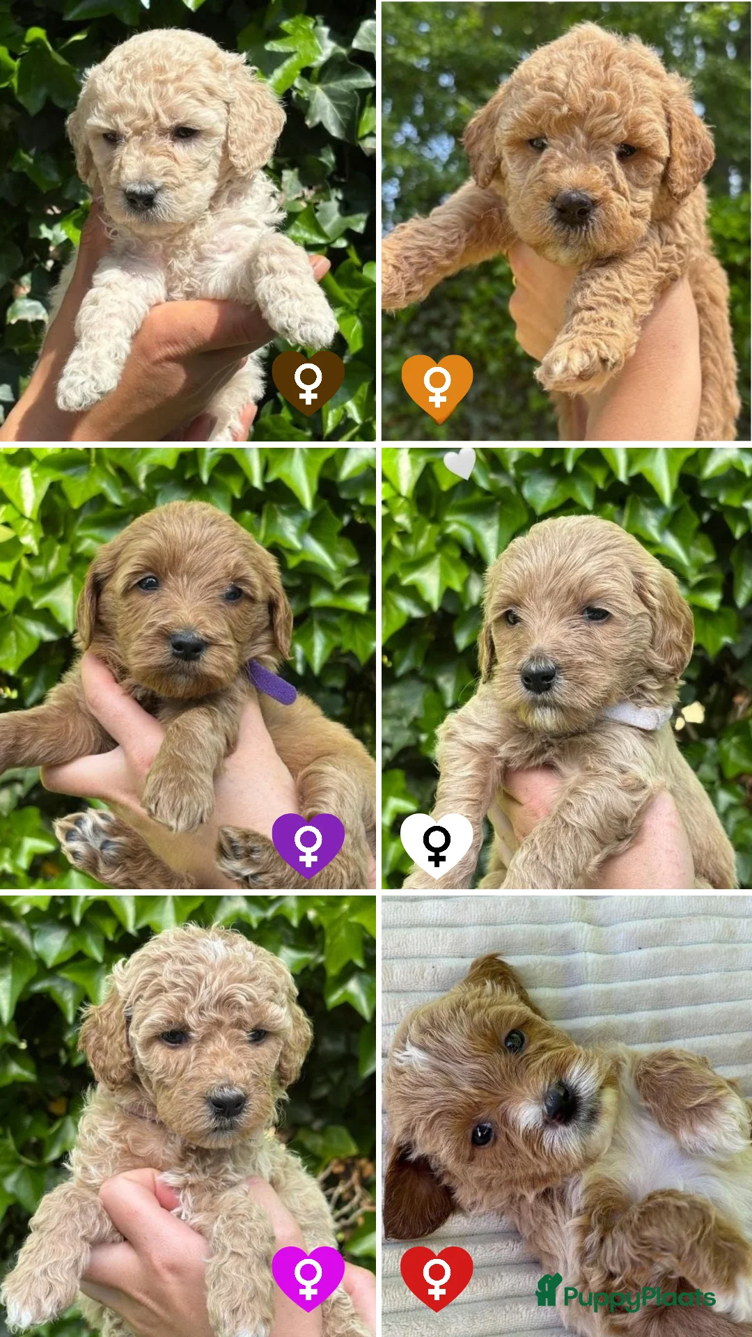 Goldendoodle honden te koop: Goldendoodle Pups Medium  - Advertentie 2