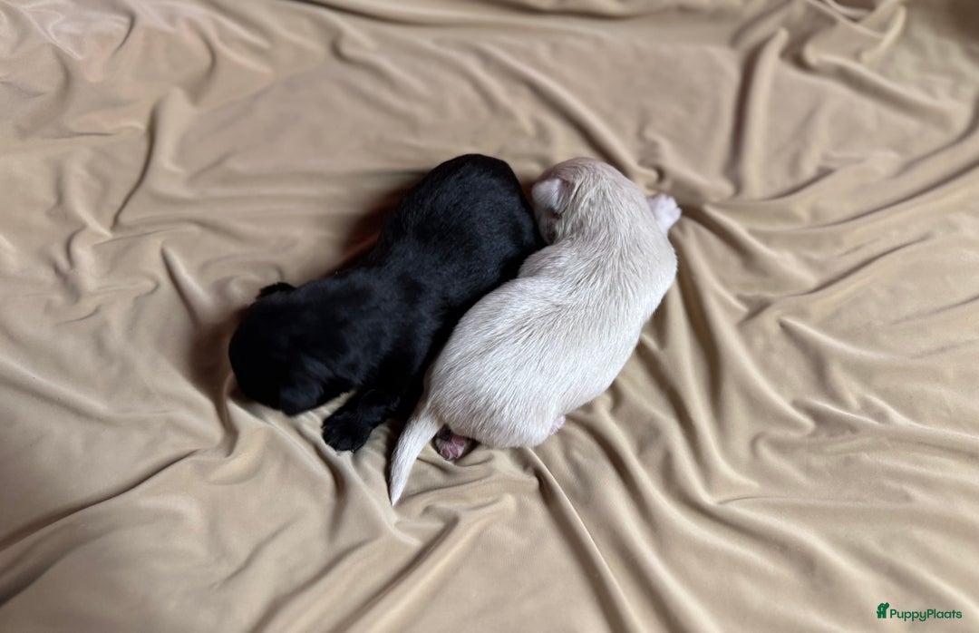 Havanezer honden te koop: Prachtige Havanezer pups, met FCI stamboom - Advertentie 5