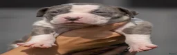 Amerikaanse Bully honden te koop: American Bully XL pup lilac tri - Advertentie 17