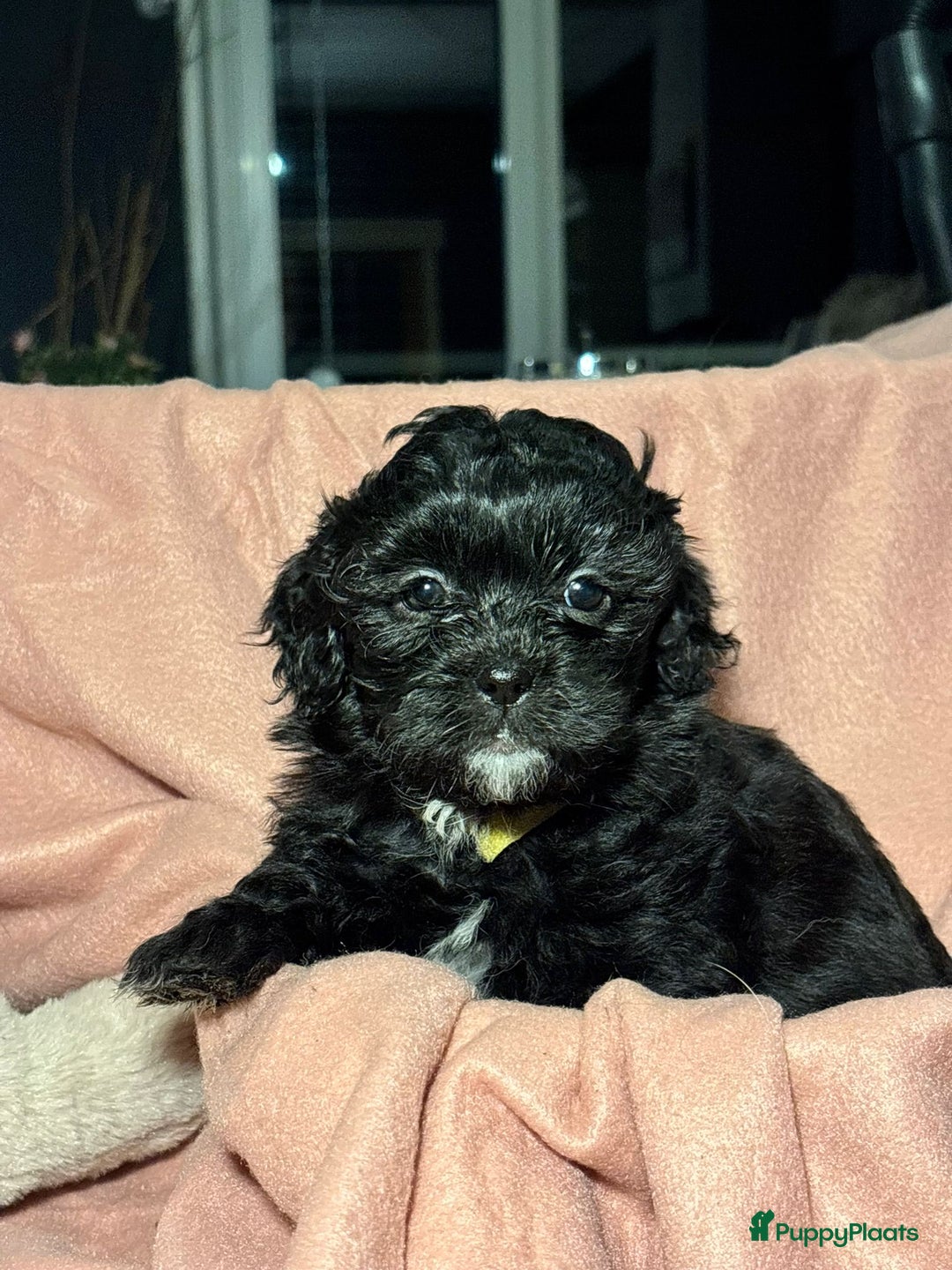 Shihpoo honden te koop: Shih Tzu / ShihTzu Toypoedel - Advertentie 7