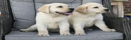 Labrador Retriever honden te koop: Knappe Labrador pups met stamboom ! - Advertentie 23