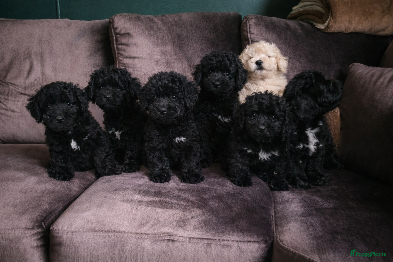 Goldendoodle honden Gezonde mini doodle x toypoedel pups hypoallergeen - Advertentie 1