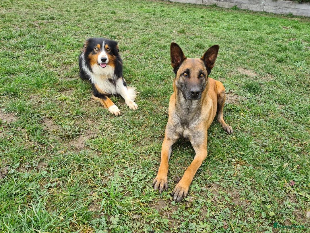Kruising honden te koop: Prachtige Mechelse Herder x Border Collie pups F1 - Advertentie 2