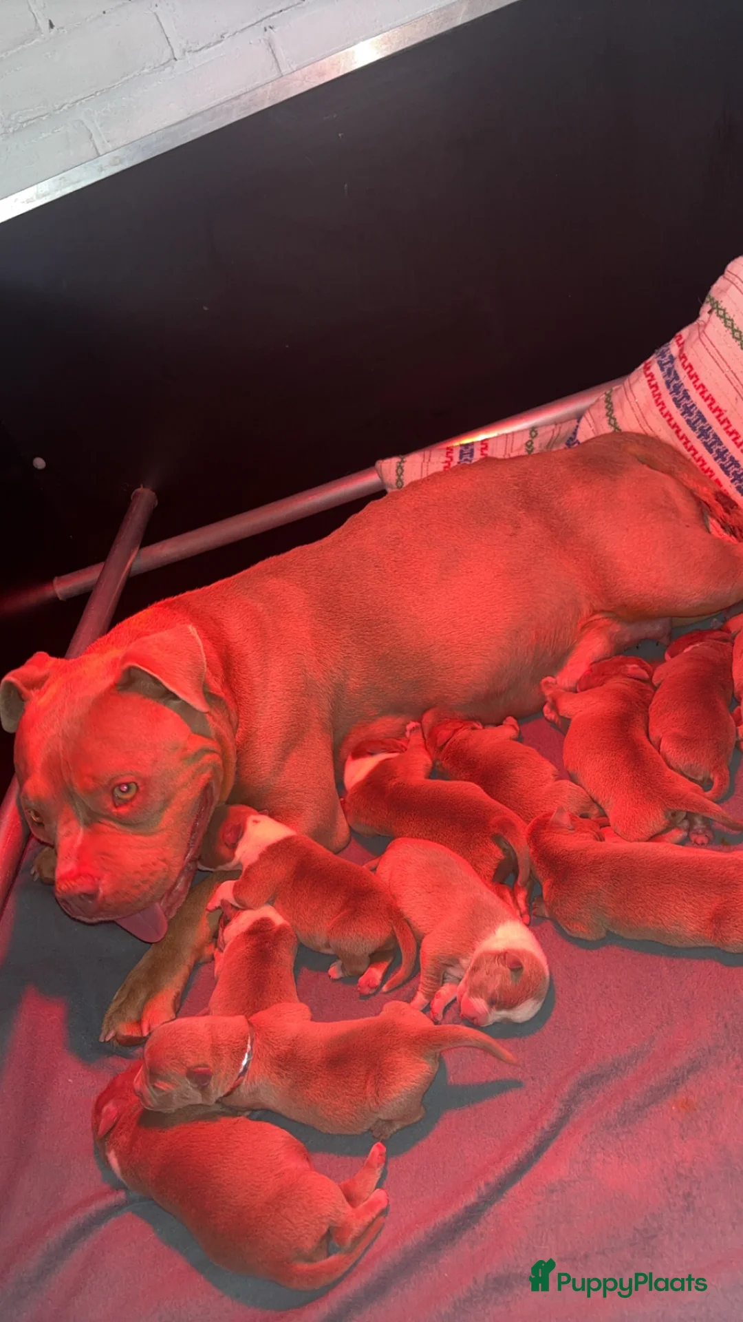Amerikaanse Bully honden te koop: Amerikaanse pocket bully’s  in Oss - Advertentie 1