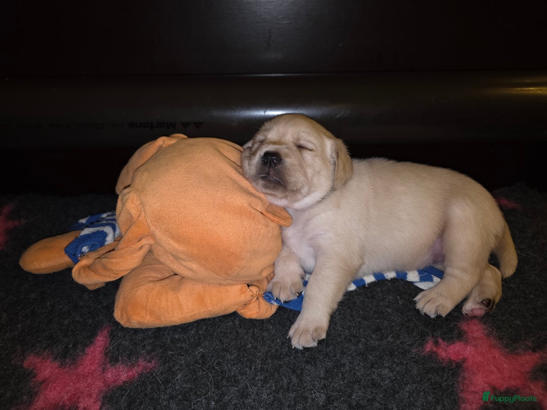 Labrador Retriever honden te koop: Prachtige blonde pups - Advertentie 5