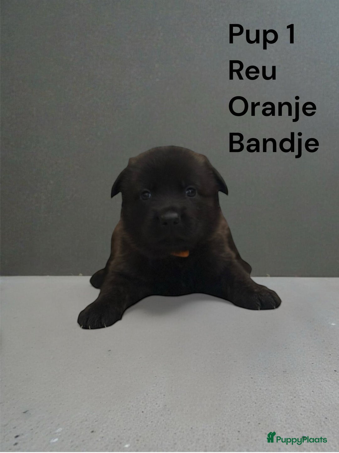 Kruising honden te koop: Kruising mechelse Hollandse herder x duitse herder - Advertentie 12