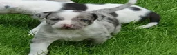Kruising honden te koop: Border Collie Kruising pups  in Onstwedde - Advertentie 26