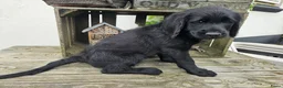 Labradoodle honden te koop: Laatste 2 labradoodles zoeken een eigen huisje - Advertentie 34