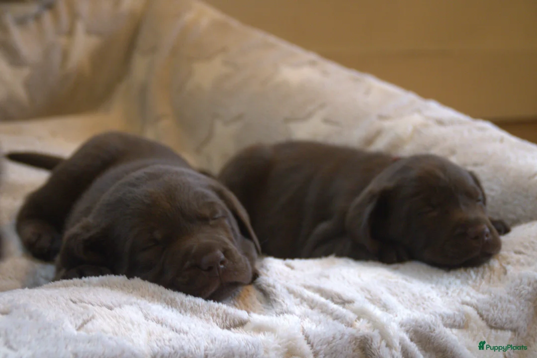Labrador Retriever honden te koop: Prachtige chocoladebruine Labrador pups - Advertentie 18