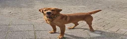 Labrador Retriever honden te koop: Labrador Retriever pups - blond en red fox - Advertentie 23