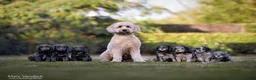 Goldendoodle honden te koop: Prachtig particulier nestje goldendoodles - Advertentie 1