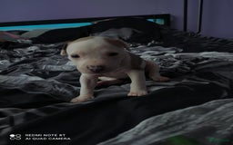 American Staffordshire Terriër honden te koop: American Staffordshire Terrier  - Afbeelding 3