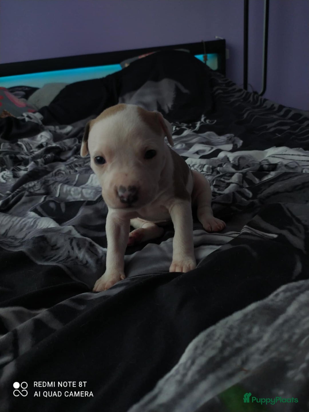 American Staffordshire Terriër honden te koop: American Staffordshire Terrier  - Afbeelding 3