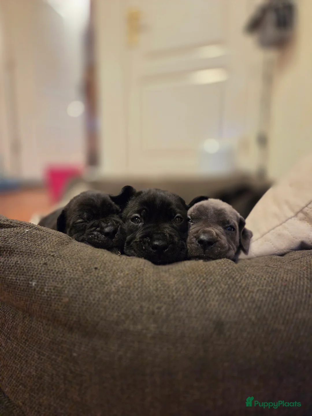 Cane Corso honden te koop: Prachtige CaneCorso's pups!  - Advertentie 7