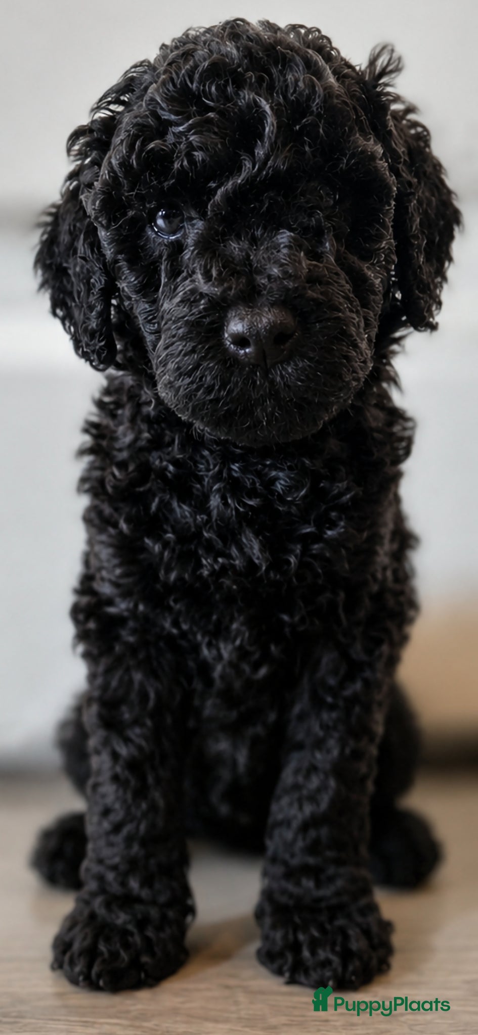Labradoodle honden te koop: Prachtige Labradoodle pups mogen verhuizen  - Advertentie 32