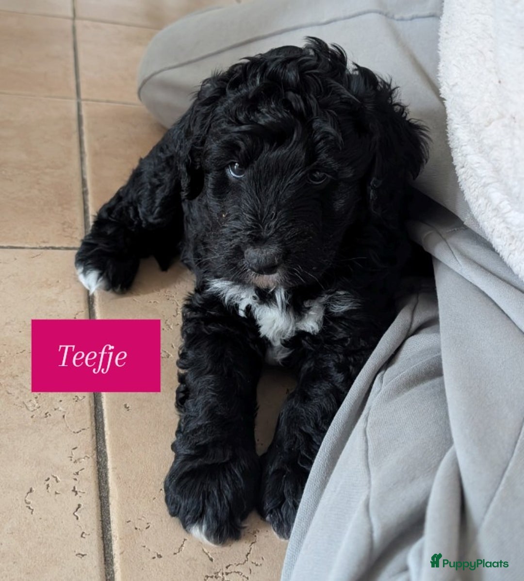 Bernedoodle honden te koop: Lieve bernedoodle pups - Advertentie 2