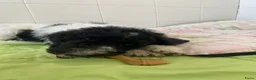 Poedel honden te koop: Prachtig mooie koningspoedel pups! - Advertentie 9