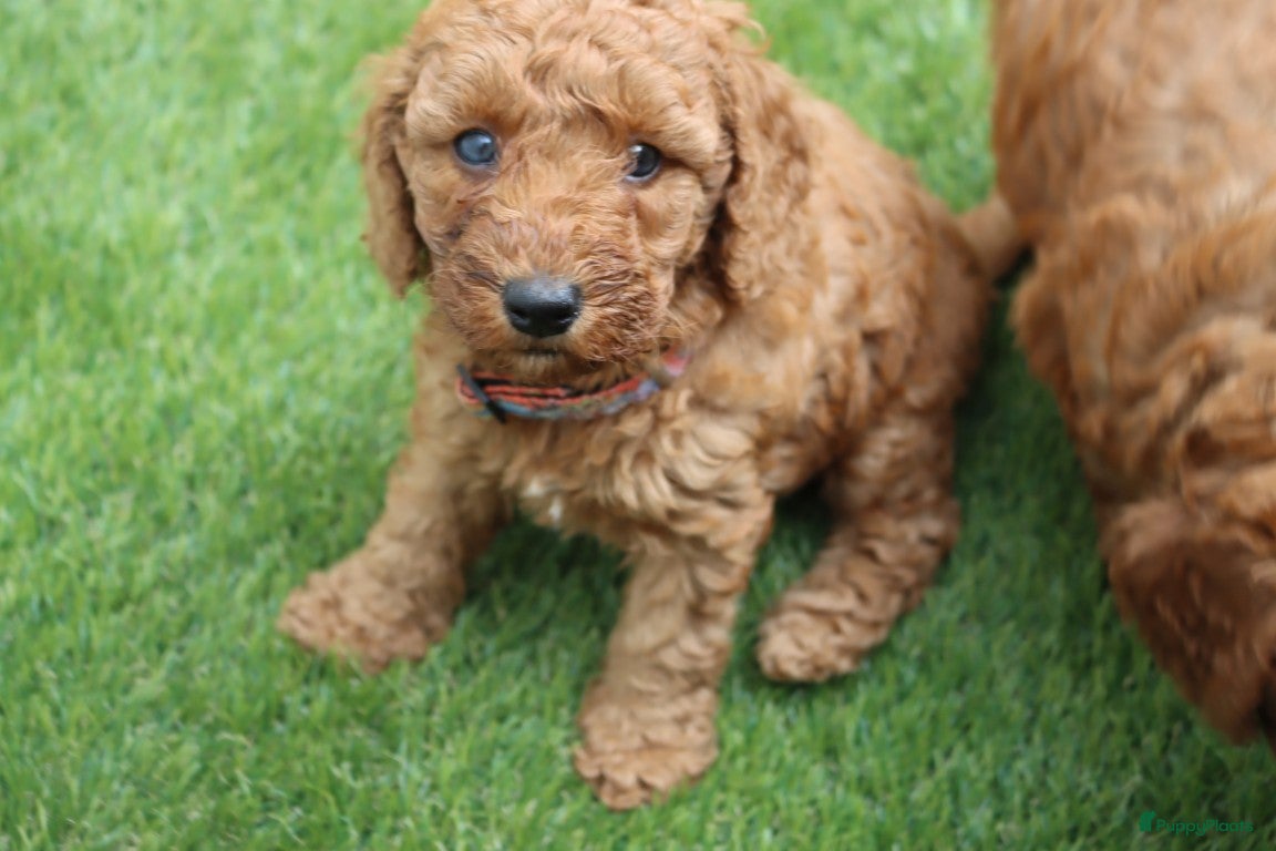 Australian Labradoodle honden te koop:  6 lieve Mini/medium Australian labradoodle pups - Advertentie 11