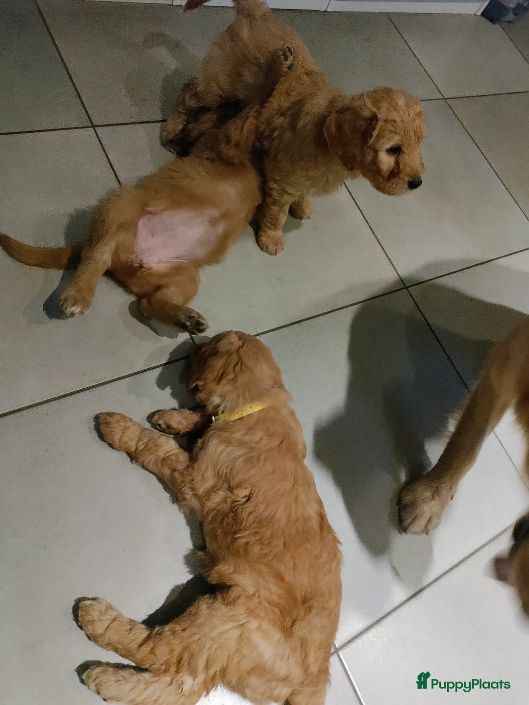 Goldendoodle honden te koop: Lieve Golden Doodle teefjes  - Advertentie 5