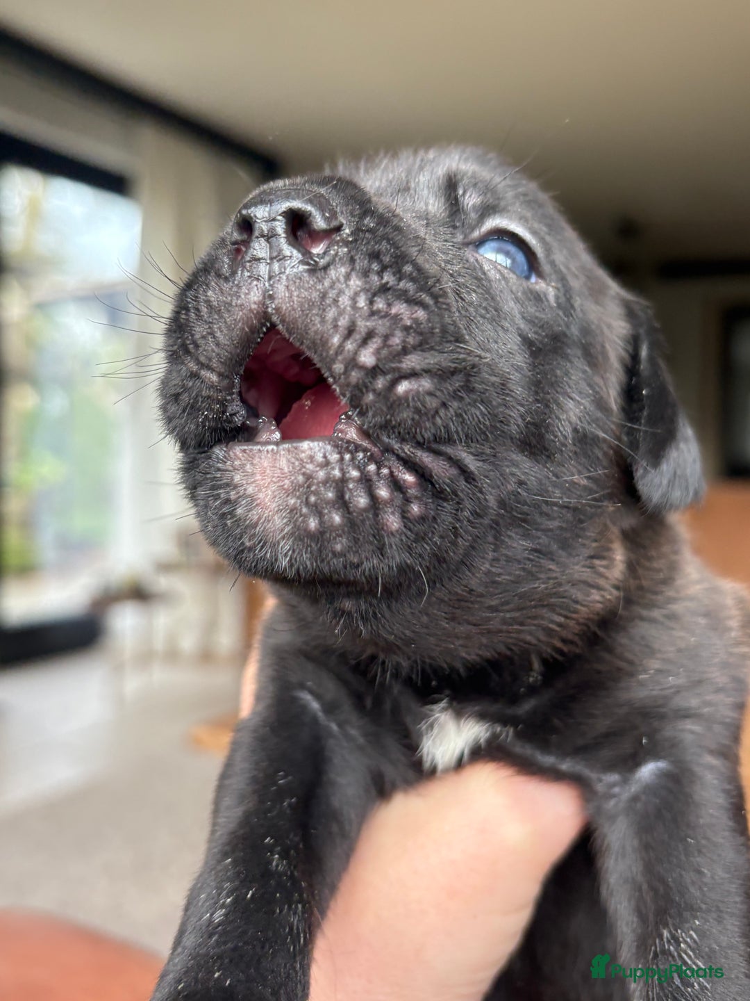 Cane Corso honden te koop: Cane corso pups - Advertentie 8