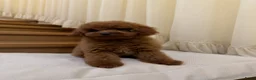 Poedel Toy honden te koop: Leuke Toy  Poedel pupjes - Advertentie 1