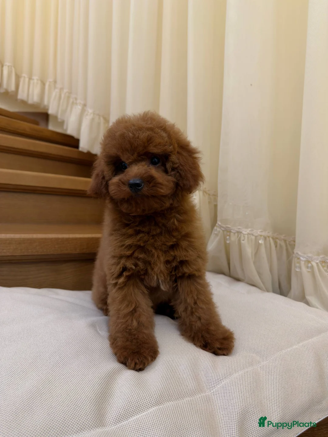 Poedel Toy honden te koop: Leuke Toy  Poedel pupjes - Advertentie 1