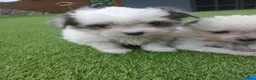 Boomer honden te koop: Prachtige boomer pups uit 1 malig gelegenheid nest - Advertentie 35