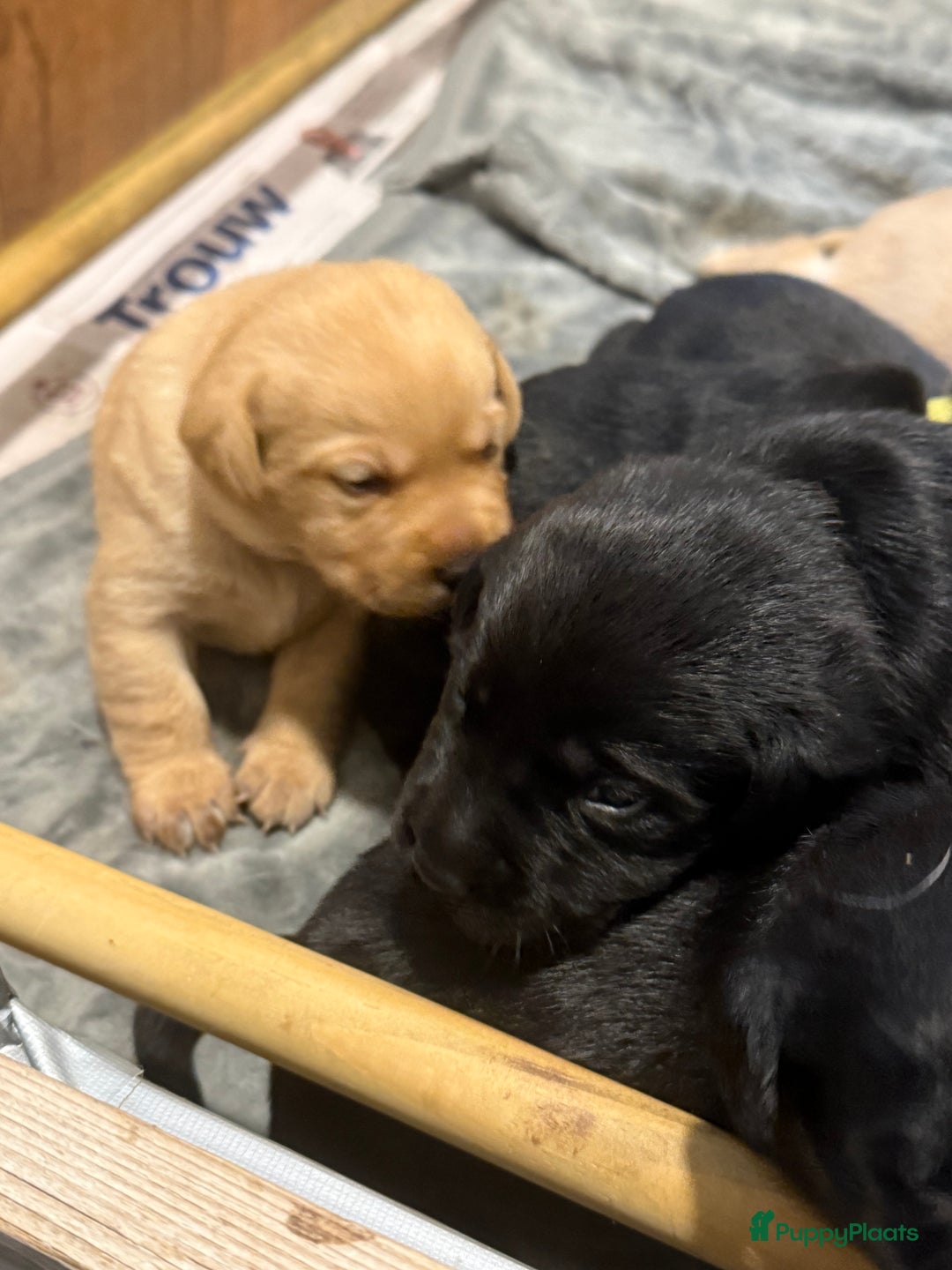 Labrador Retriever honden te koop: Labrador Retriever Pups - Advertentie 19