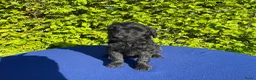Labradoodle honden te koop: Doodle Pups - Advertentie 7