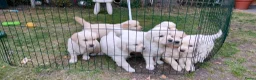 Golden Retriever honden te koop: Deze leukerds zoeken een baasje - Advertentie 16