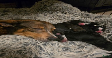 Kruising honden - Advertentie 6