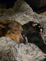 Kruising honden - Advertentie 2