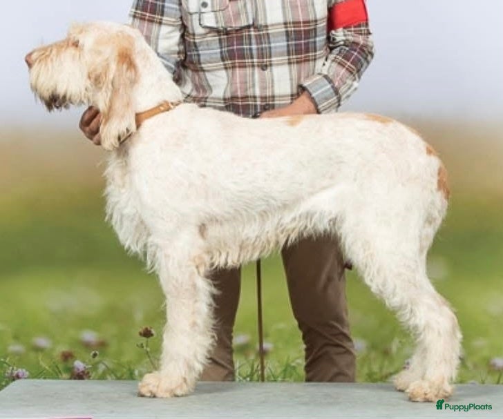 Spinone Italiano honden Spinone italiano - Advertentie 1