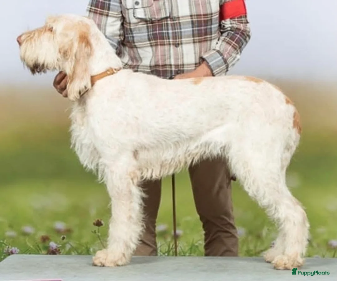 Spinone Italiano honden te koop: Spinone italiano in Maastricht - Advertentie 1