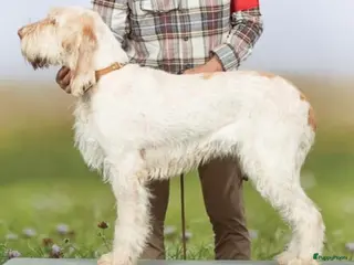 Spinone Italiano honden Spinone italiano - Advertentie 3