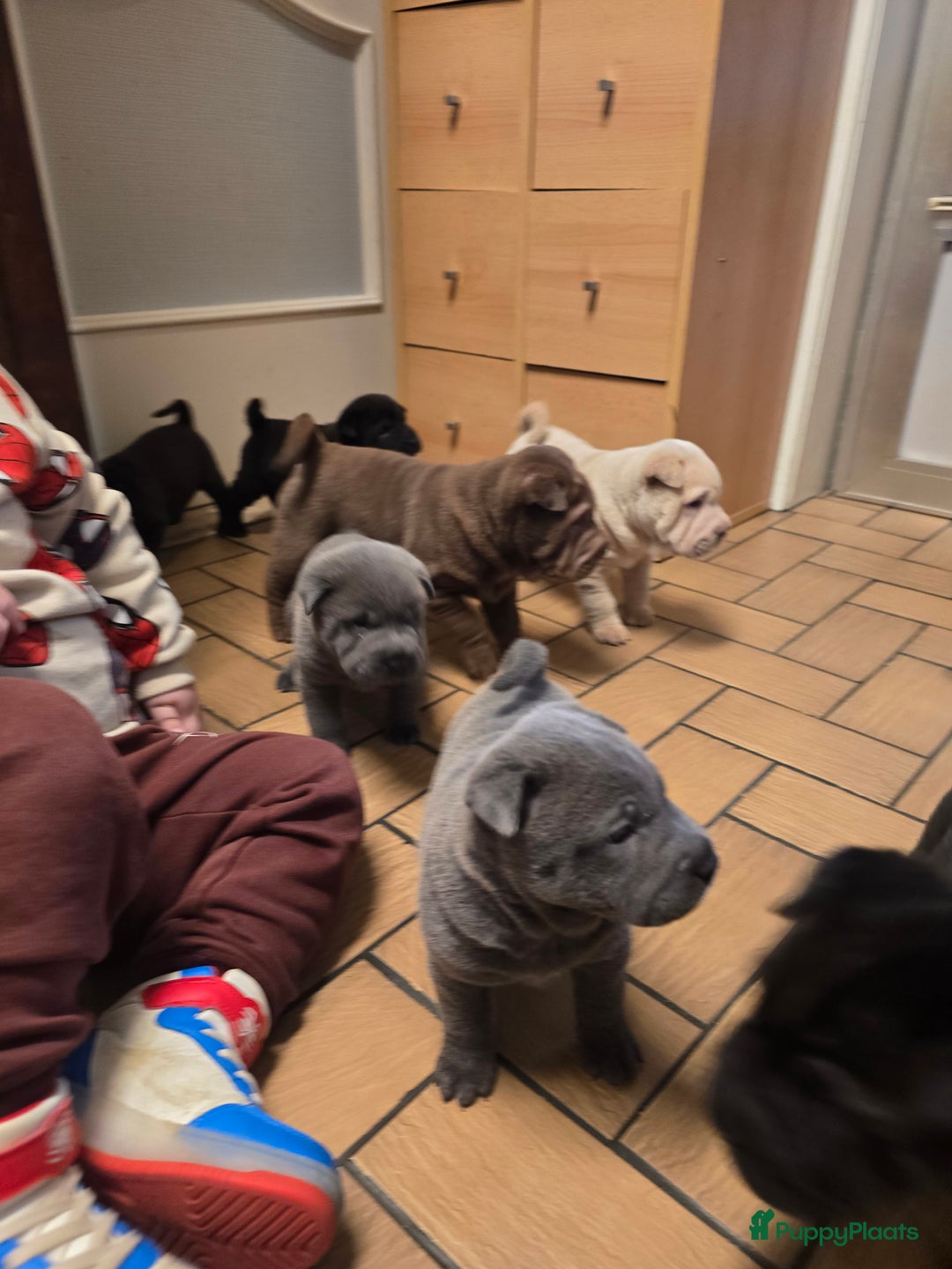 Shar Pei honden te koop: Sharpeitjes  te koop - Advertentie 7