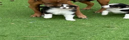 Australian Shepherd honden te koop: Miniature American shepherd - Advertentie 1