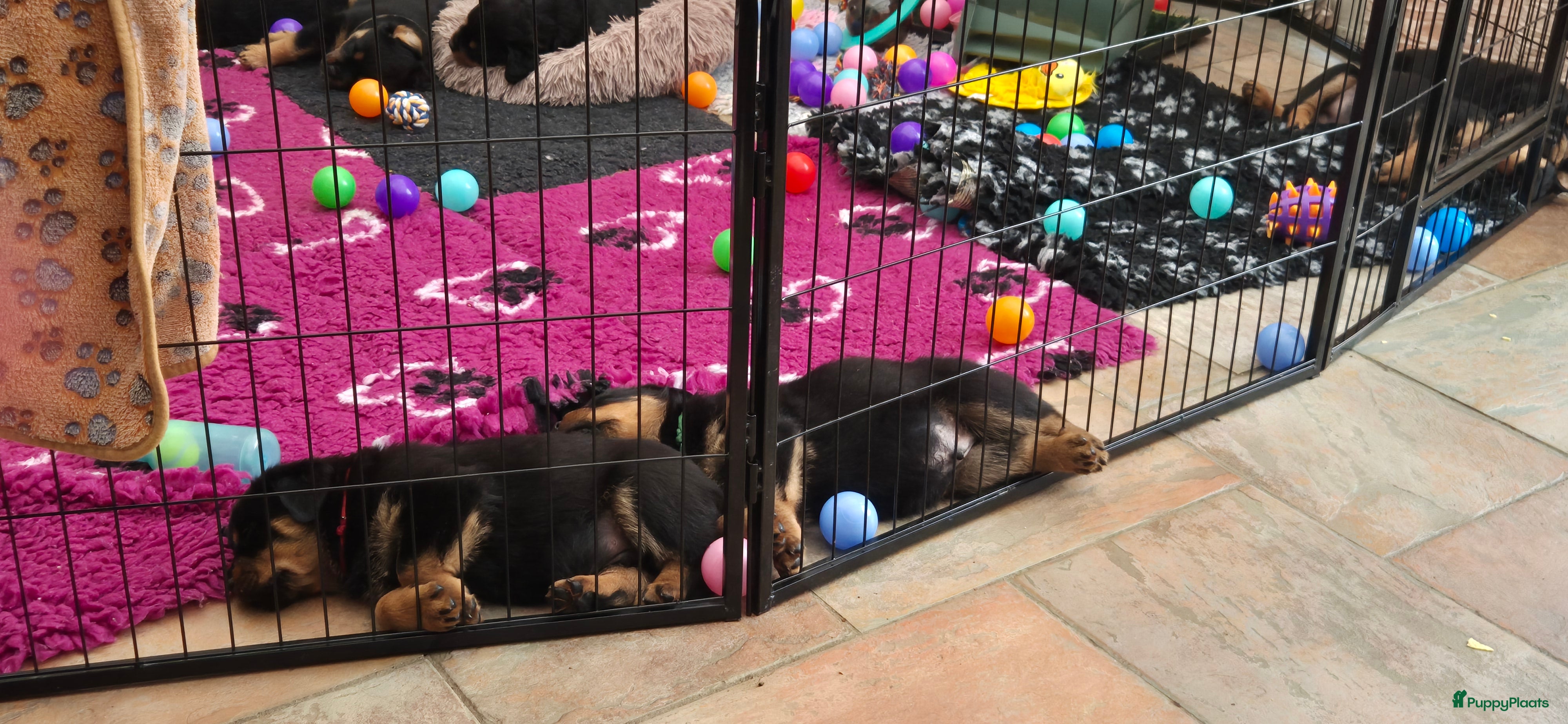 Rottweiler honden Litter F  - Advertentie 3