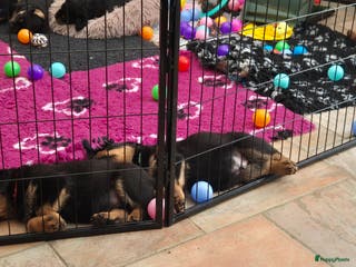 Rottweiler honden Litter F - Advertentie 2