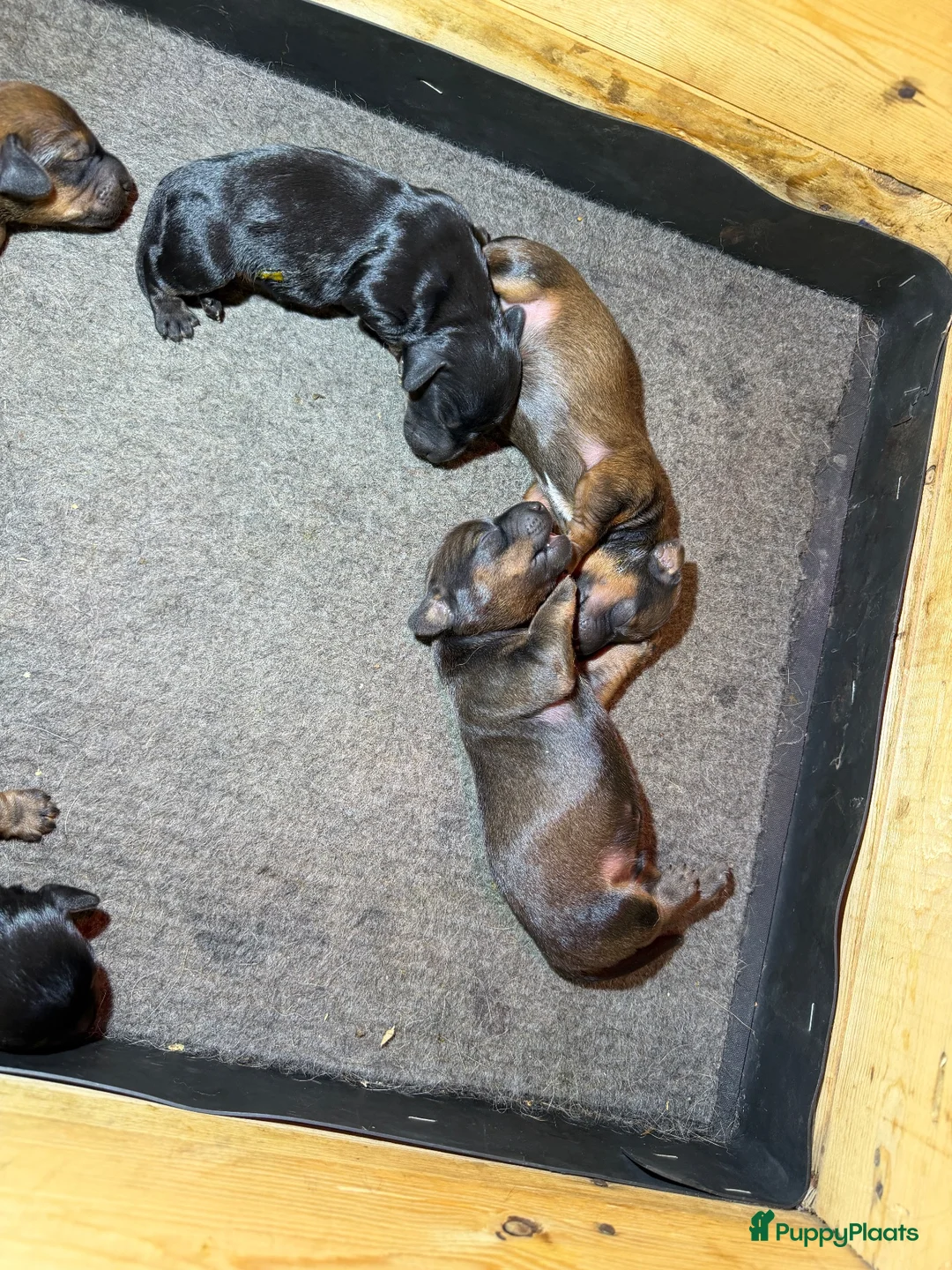 Kruising honden te koop: Teckel pups  - Advertentie 17