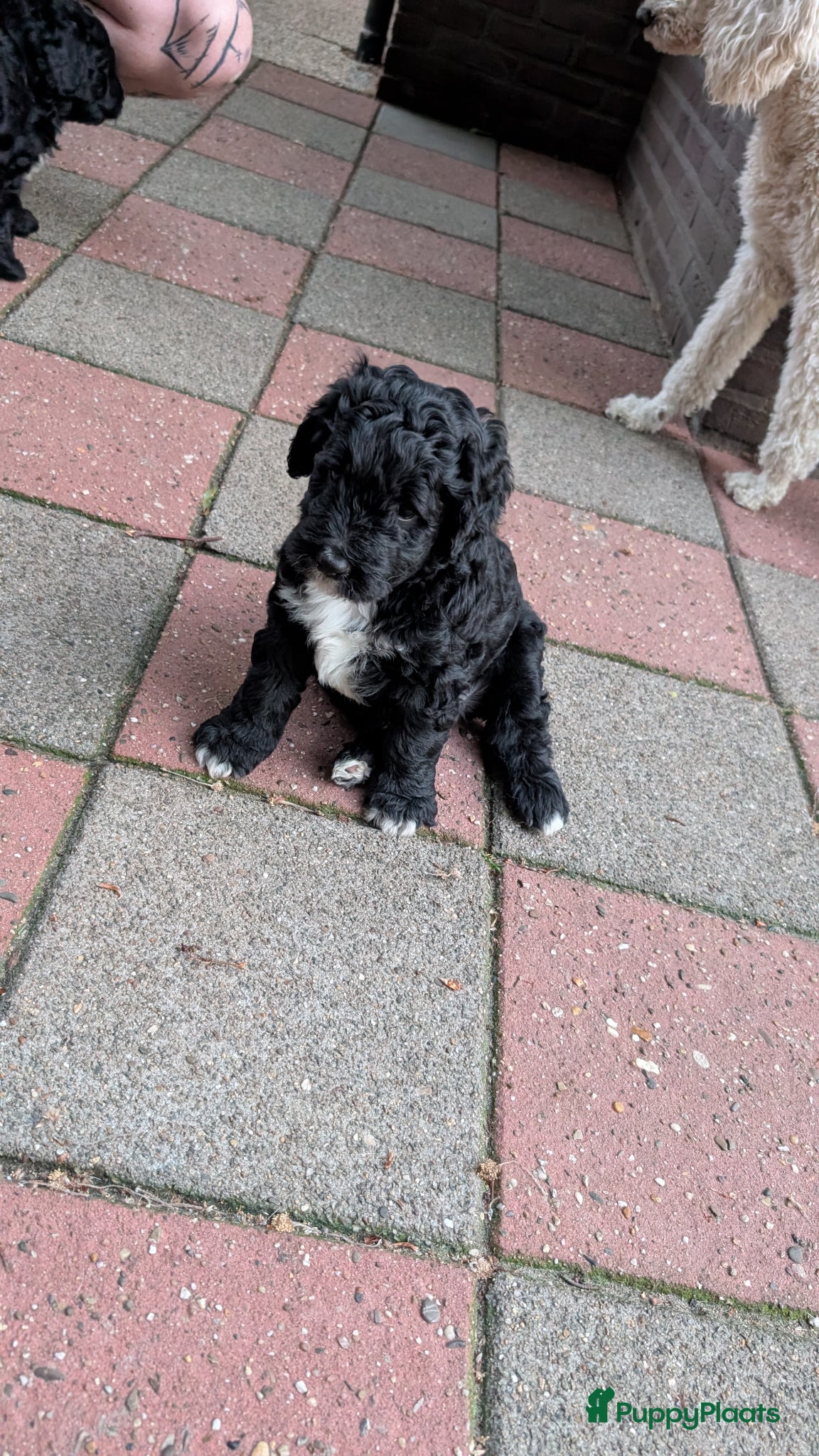 Bernedoodle honden te koop: Bernedoodle pups (Koningspoedel x Berner Sennen) in Nunspeet - Advertentie 12